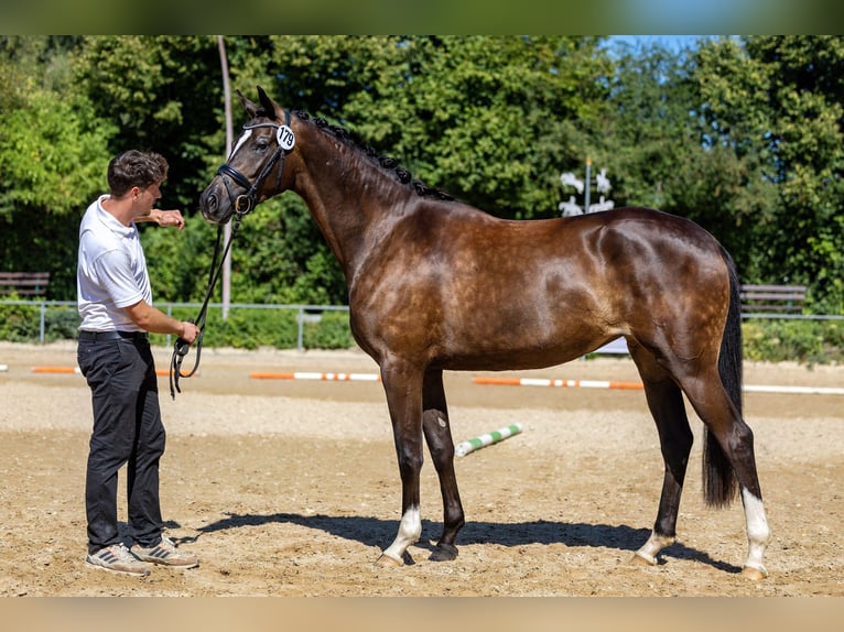 Koń trakeński Klacz 4 lat 169 cm Skarogniada in Moosach