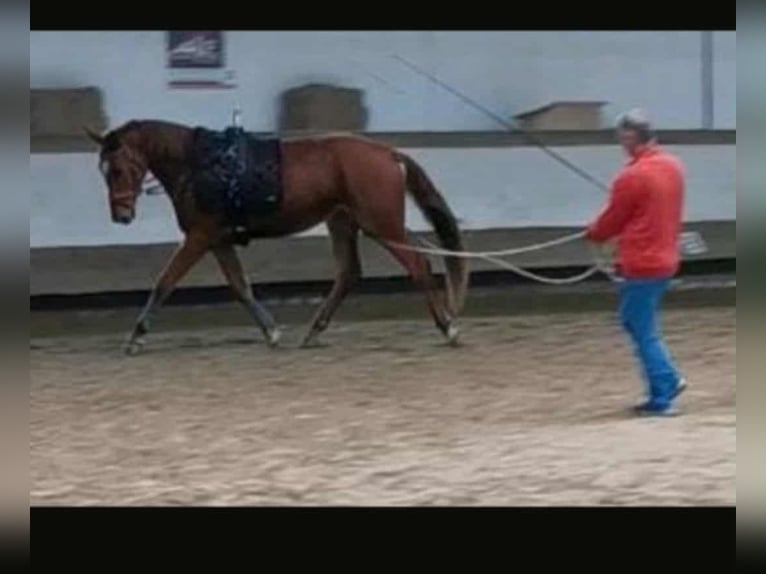Koń trakeński Klacz 4 lat 173 cm Kasztanowata in Blankenheim