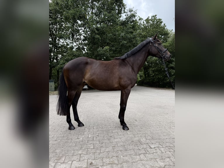 Koń trakeński Klacz 4 lat 173 cm Skarogniada in Haren