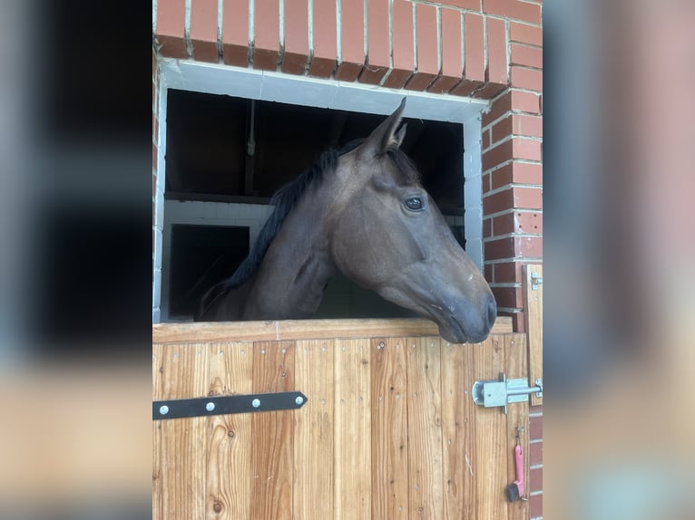 Koń trakeński Klacz 4 lat 173 cm Skarogniada in Haren