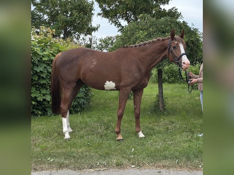 Koń trakeński Klacz 5 lat 156 cm Ciemnokasztanowata in Kirchheilingen