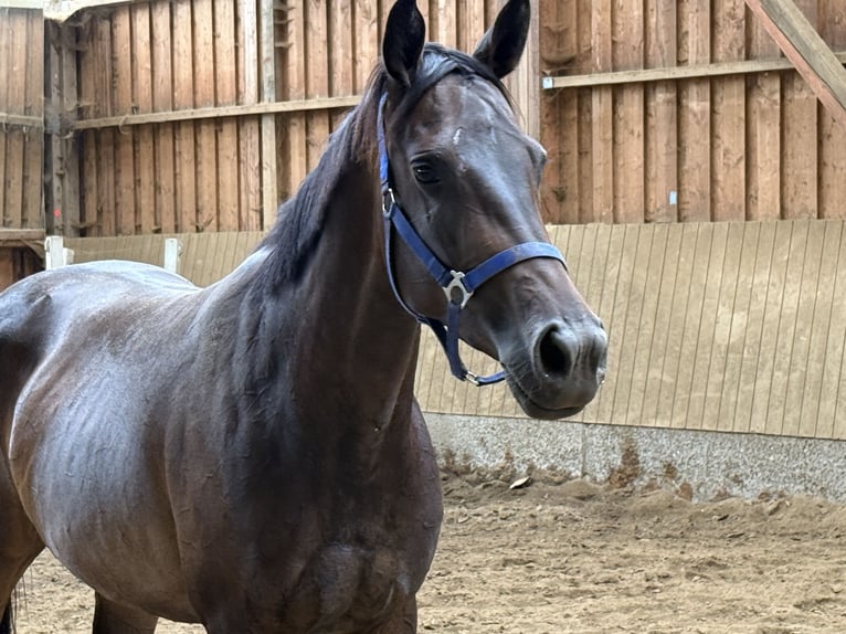 Koń trakeński Klacz 5 lat 160 cm Ciemnogniada in Oberzeiring