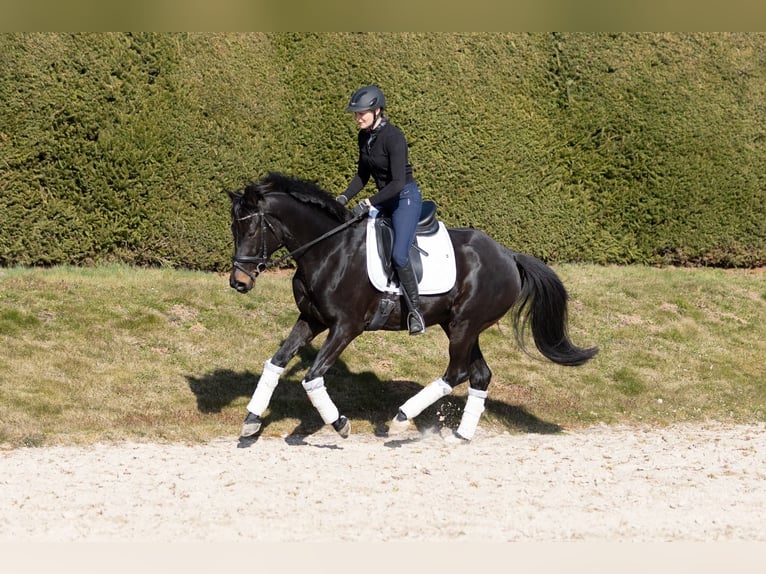Koń trakeński Klacz 5 lat 163 cm Skarogniada in Wolfhagen