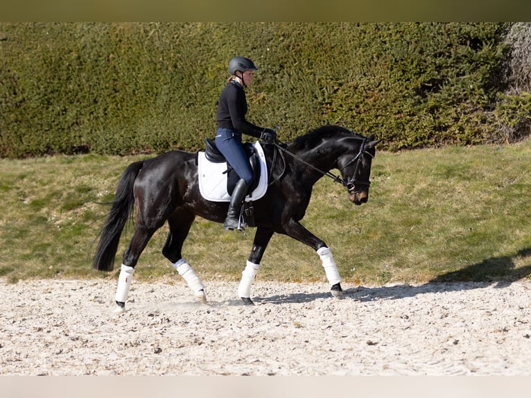 Koń trakeński Klacz 5 lat 163 cm Skarogniada in Wolfhagen