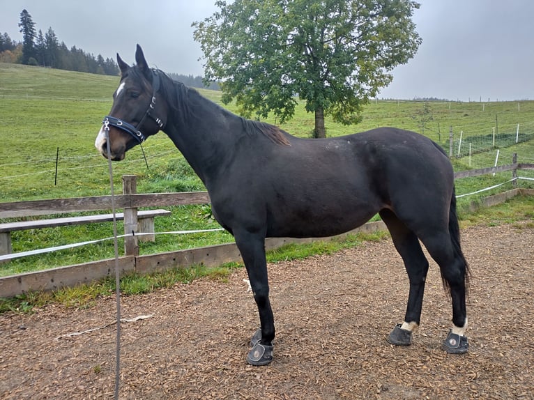 Koń trakeński Klacz 5 lat 165 cm Ciemnogniada in Weitnau