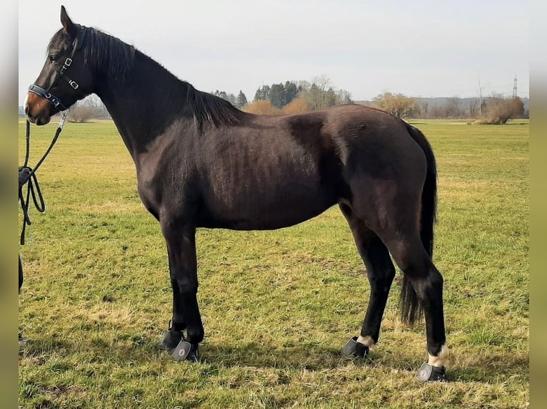 Koń trakeński Klacz 5 lat 165 cm Ciemnogniada in Weitnau