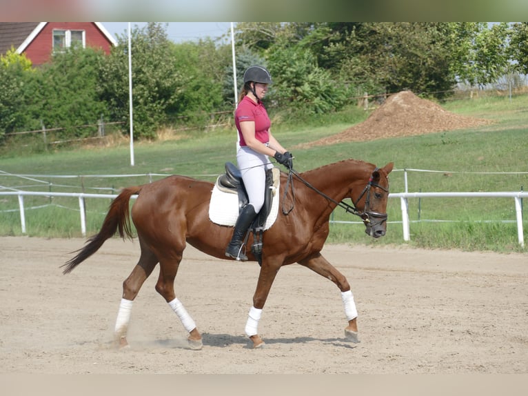 Koń trakeński Klacz 5 lat 165 cm Ciemnokasztanowata in Ganschow