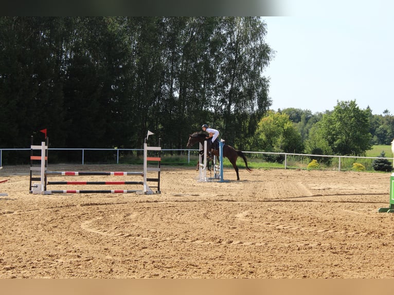 Koń trakeński Klacz 5 lat 165 cm Gniada in Młynary