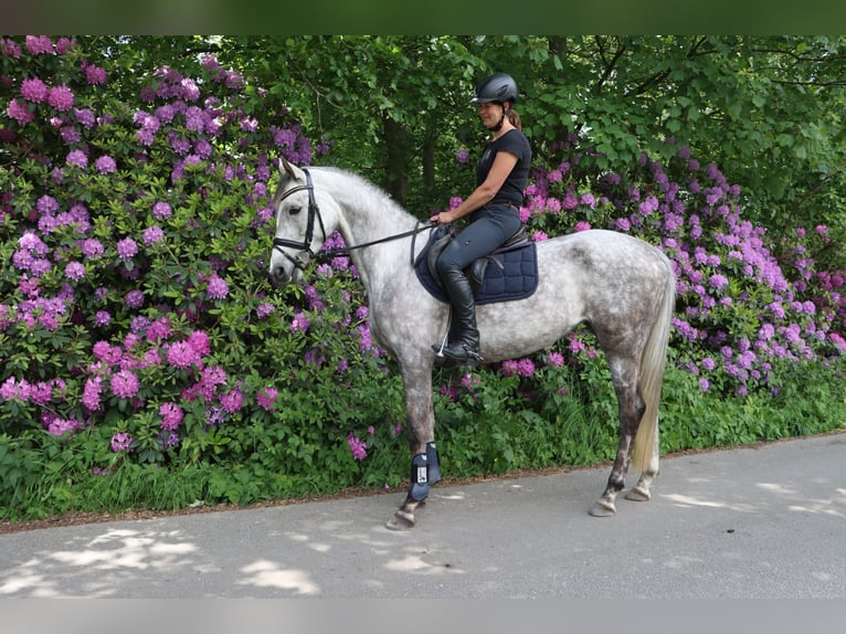 Koń trakeński Klacz 5 lat 165 cm Siwa in Alveslohe