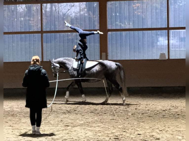 Koń trakeński Klacz 5 lat 166 cm Siwa in Ganschow