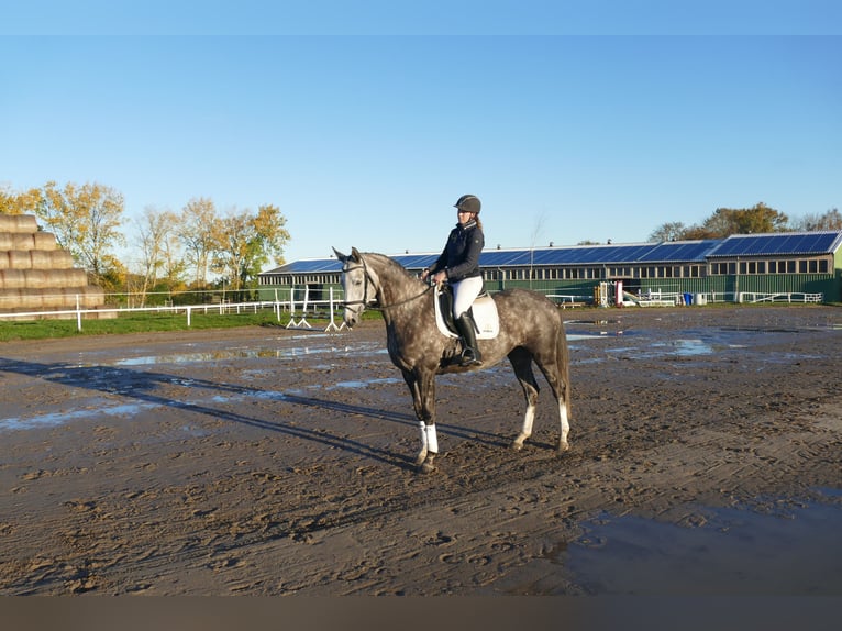 Koń trakeński Klacz 5 lat 166 cm Siwa in Ganschow