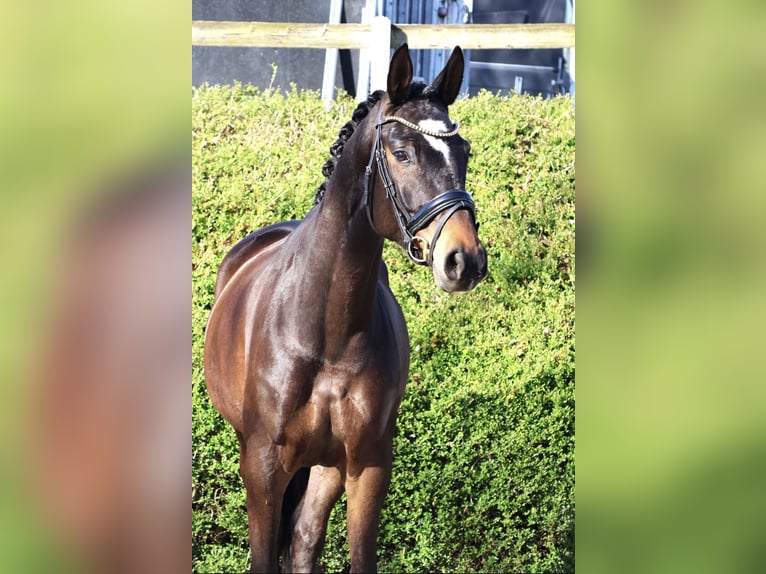 Koń trakeński Klacz 5 lat 166 cm Skarogniada in Fröndenberg