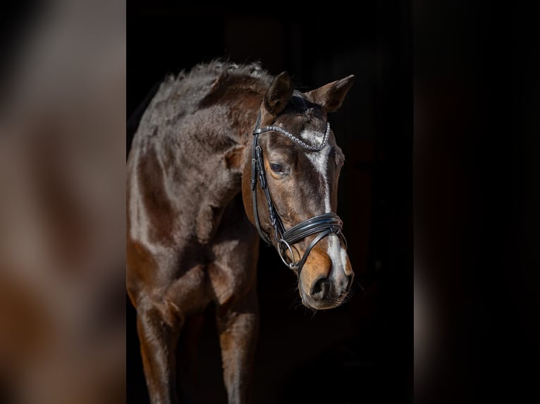 Koń trakeński Klacz 5 lat 167 cm Ciemnogniada in Rosenheim