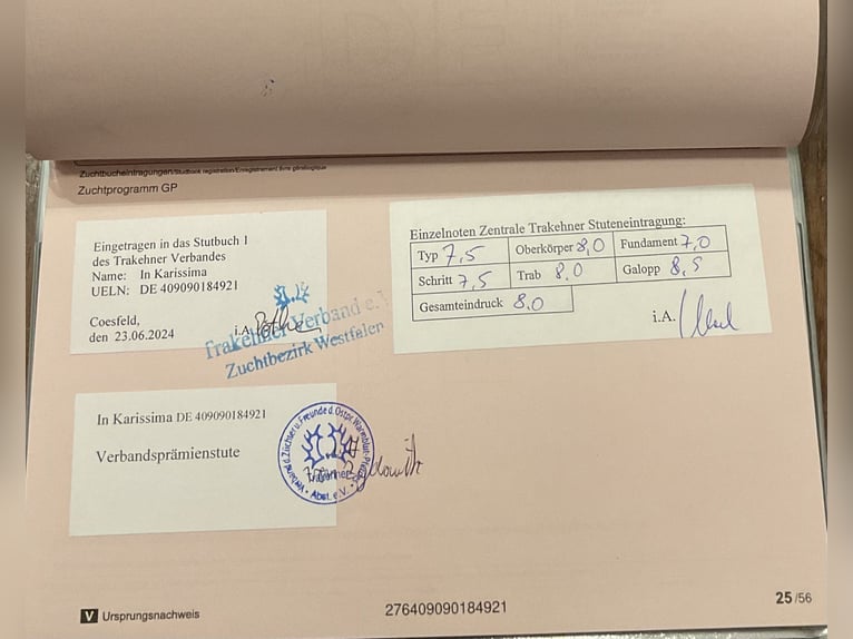 Koń trakeński Klacz 5 lat 167 cm Ciemnogniada in Rosenheim