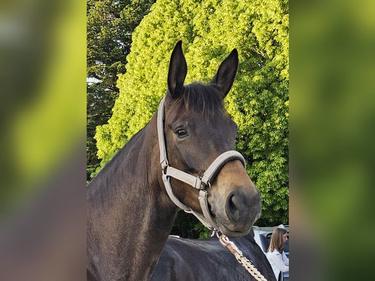 Koń trakeński Klacz 5 lat 167 cm Ciemnogniada in Adelsried