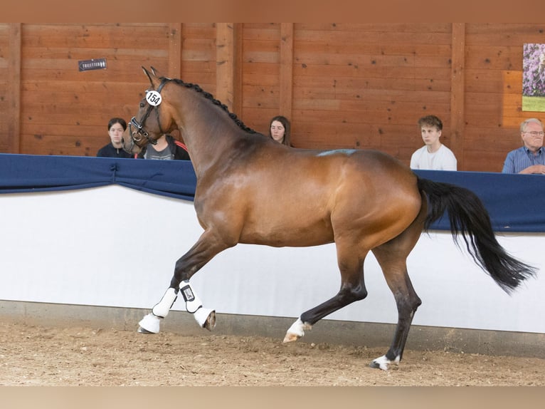 Koń trakeński Klacz 5 lat 167 cm Gniada in Wolfhagen