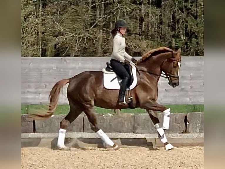Koń trakeński Klacz 5 lat 168 cm Ciemnokasztanowata in Sauerlach