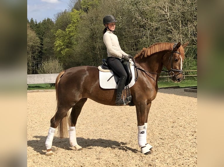 Koń trakeński Klacz 5 lat 168 cm Ciemnokasztanowata in Sauerlach