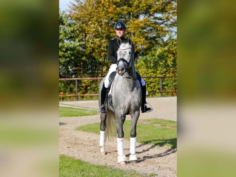 Koń trakeński Klacz 5 lat 171 cm Siwa in Neumünster