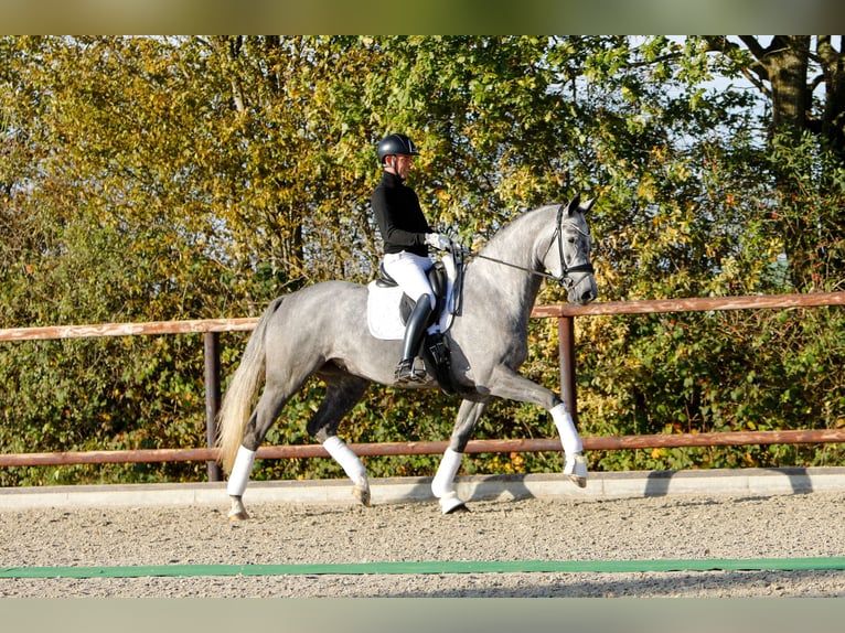 Koń trakeński Klacz 5 lat 171 cm Siwa in Neumünster