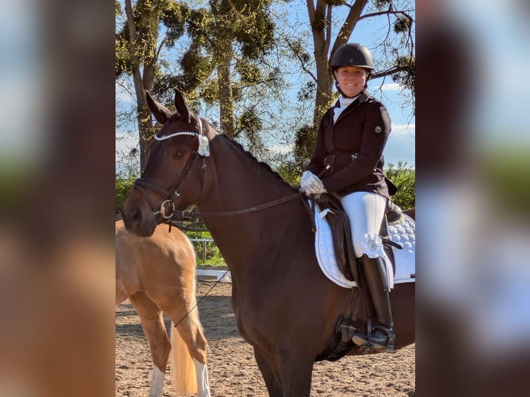 Koń trakeński Klacz 5 lat 172 cm Ciemnogniada in Emmerthal