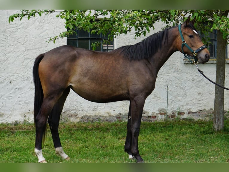 Koń trakeński Klacz 5 lat 172 cm Gniada in Ueckermünde
