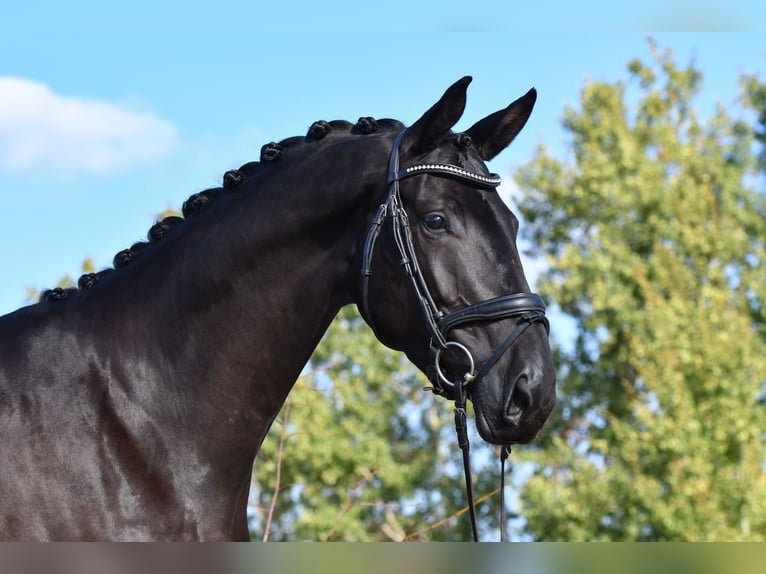 Koń trakeński Klacz 5 lat 172 cm Kara in Brodersdorf