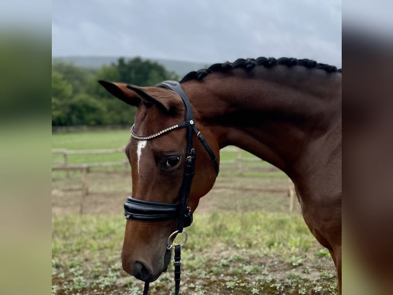 Koń trakeński Klacz 6 lat 162 cm Gniada in Bodenfelde/Nienover