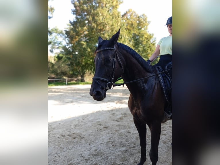 Koń trakeński Klacz 6 lat 164 cm Kara in Kleve