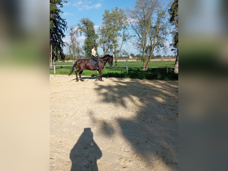 Koń trakeński Klacz 6 lat 164 cm Kara in Kleve