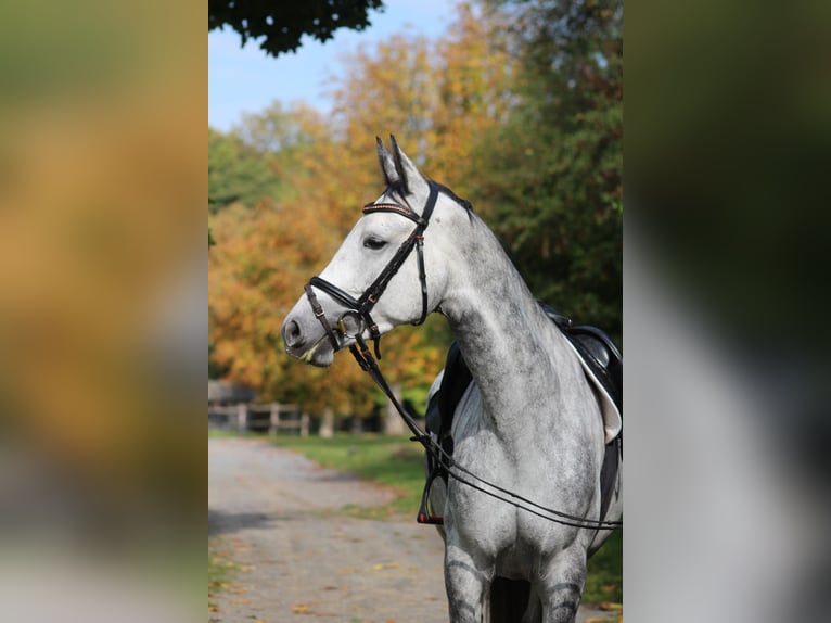Koń trakeński Klacz 6 lat 165 cm Siwa jabłkowita in Bodenfelde
