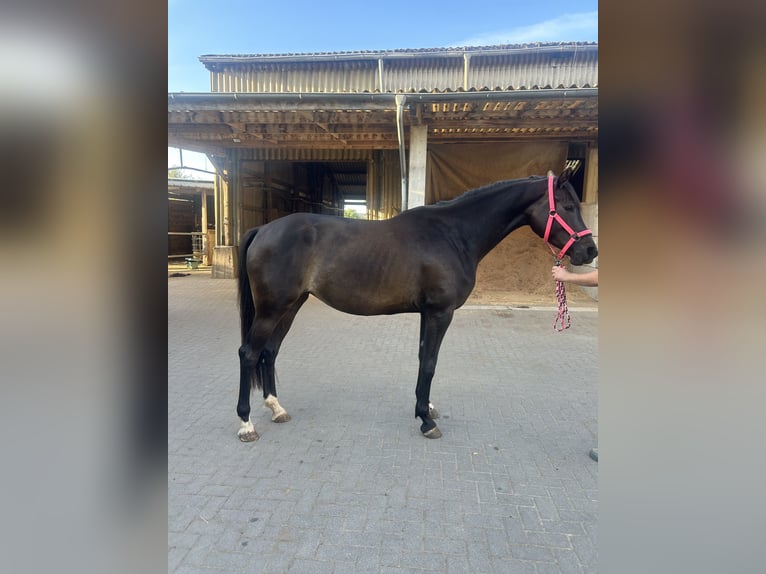 Koń trakeński Klacz 6 lat 165 cm Skarogniada in Bruchmühlbach-Miesau