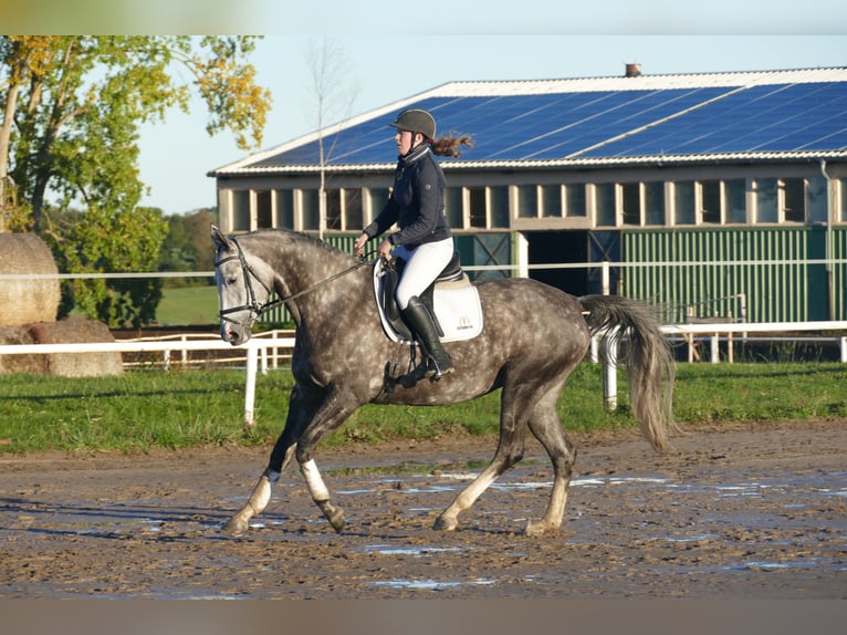 Koń trakeński Klacz 6 lat 166 cm Siwa in Ganschow