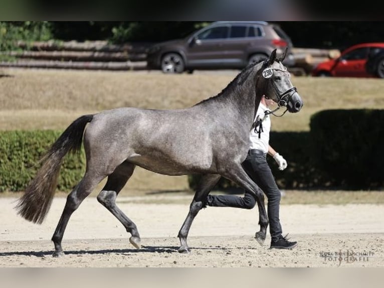 Koń trakeński Klacz 6 lat 167 cm Siwa in Nümbrecht