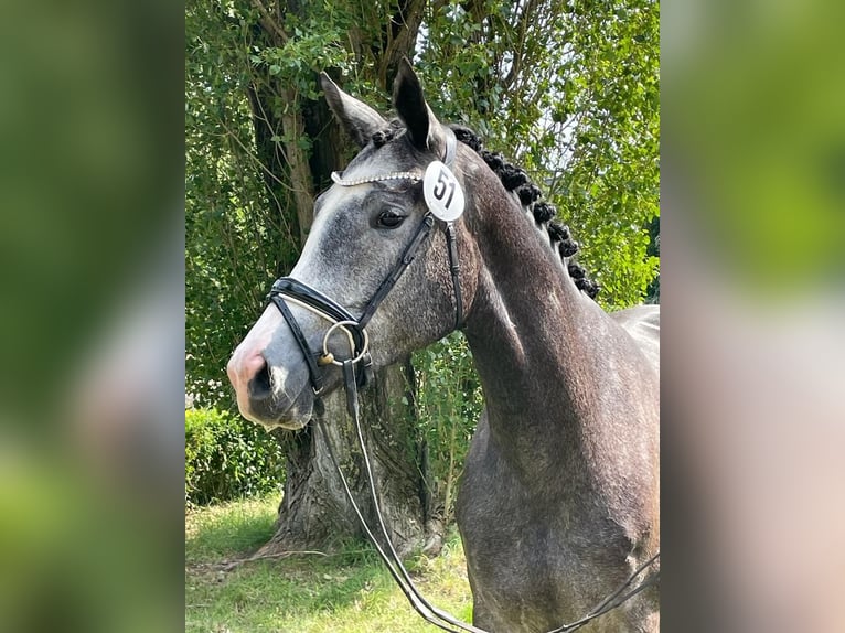 Koń trakeński Klacz 6 lat 168 cm Siwa in Ingolstadt