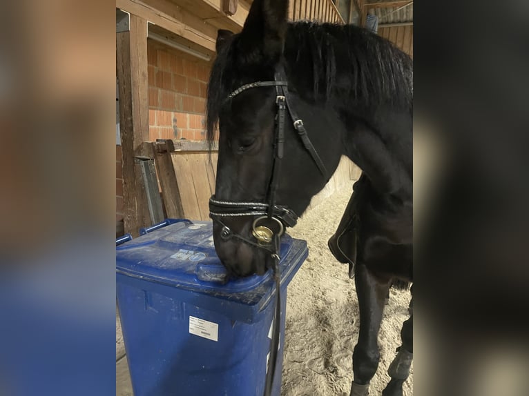 Koń trakeński Klacz 6 lat 169 cm Kara in Neustadt (Hessen)