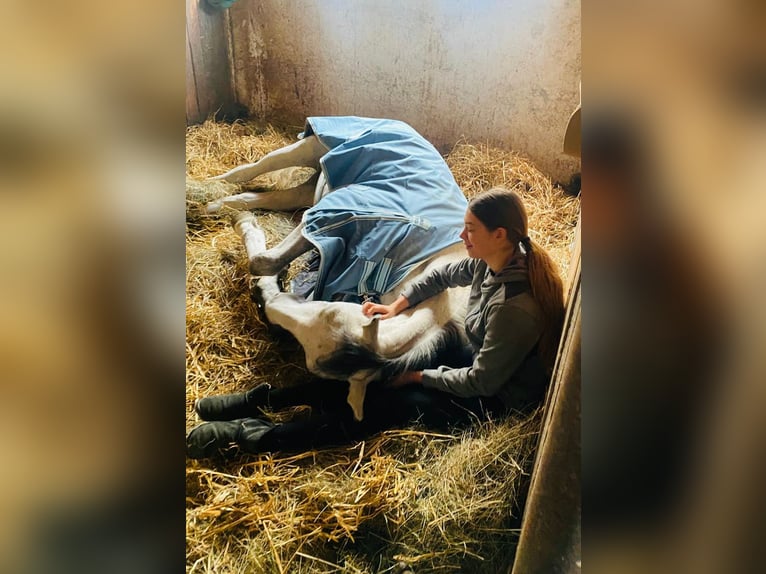 Koń trakeński Klacz 6 lat 169 cm Siwa in Hainsfarth