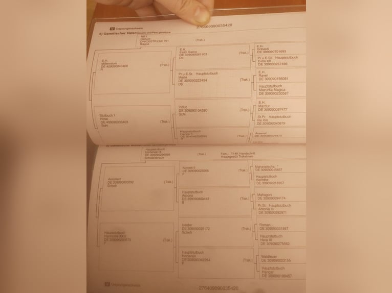 Koń trakeński Klacz 6 lat 170 cm Kara in Karnków