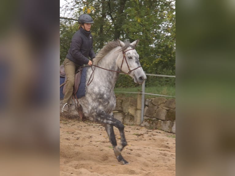 Koń trakeński Klacz 6 lat 174 cm Siwa jabłkowita in Aalen