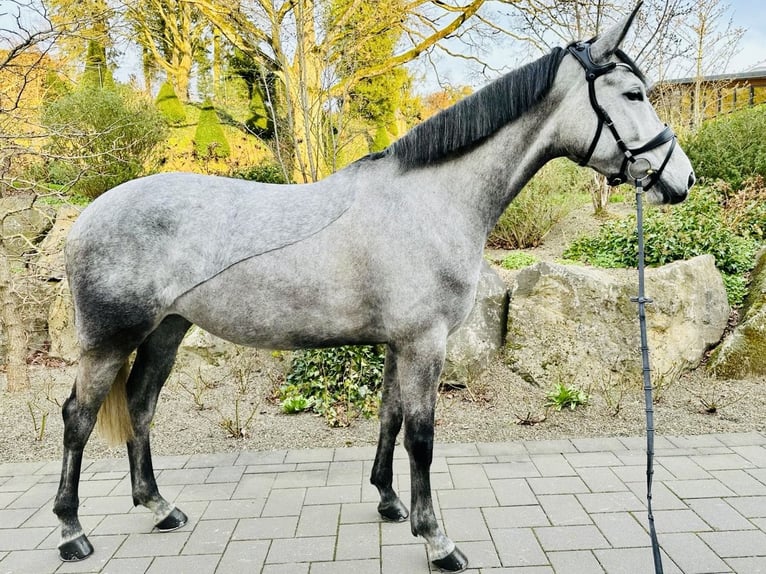 Koń trakeński Klacz 6 lat 175 cm Siwa in Neitersen