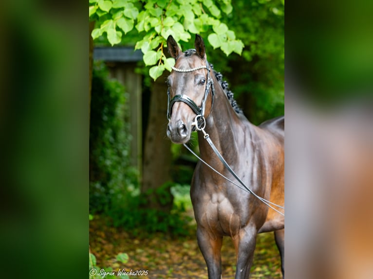 Koń trakeński Klacz 7 lat 164 cm Ciemnogniada in Itzhoe