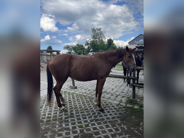 Koń trakeński Klacz 7 lat 164 cm Kasztanowata in Großharthau