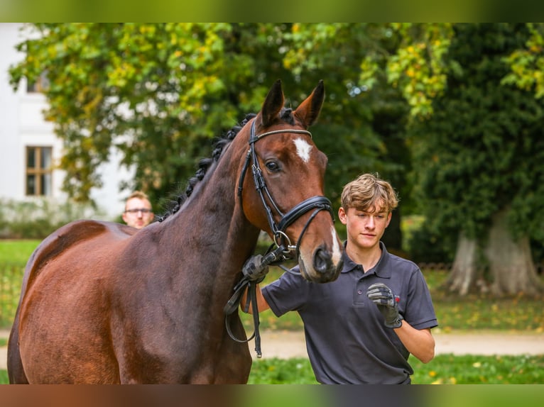 Koń trakeński Klacz 7 lat 165 cm Gniada in KremmenKremmen Koń trakeński Klacz 7 lat 165 cm Gniada in KremmenKremmen
