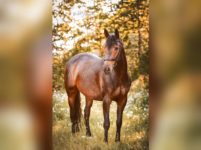 Koń trakeński Klacz 7 lat 166 cm Gniada in Burgstädt