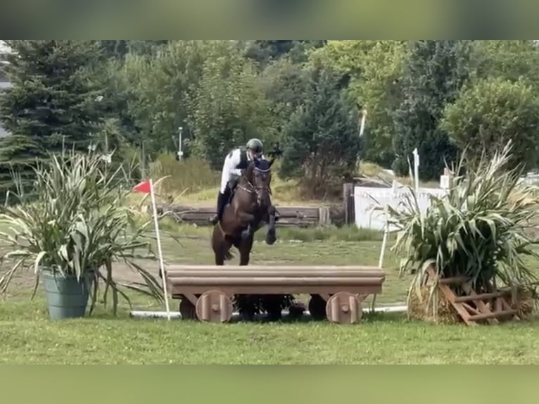 Koń trakeński Klacz 7 lat 168 cm Ciemnogniada in Langenenslingen