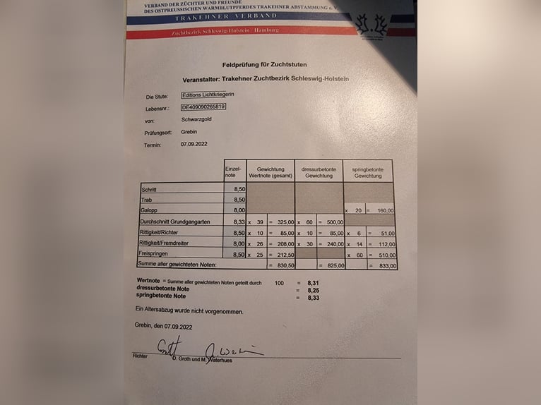 Koń trakeński Klacz 7 lat 169 cm Skarogniada in Brodersby