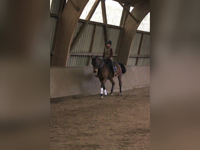 Koń trakeński Klacz 7 lat 170 cm Gniada in Weisel