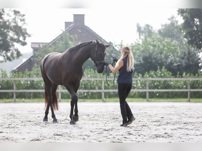 Koń trakeński Klacz 7 lat 170 cm Kara in Overloon