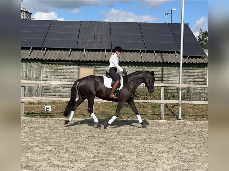 Koń trakeński Klacz 7 lat 170 cm Kara in Overloon