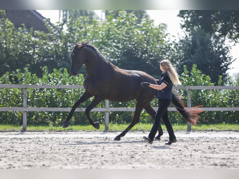 Koń trakeński Klacz 7 lat 170 cm Kara in Overloon